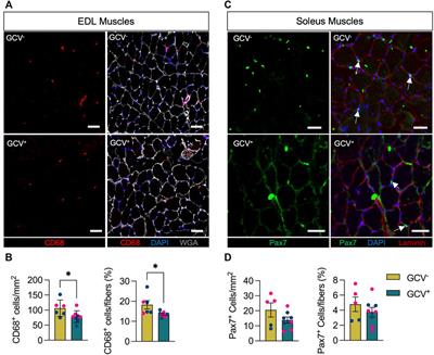 Removal of p16INK4 Expressing Cells in Late Life has Moderate Beneficial Effects on Skeletal Muscle Function in Male Mice